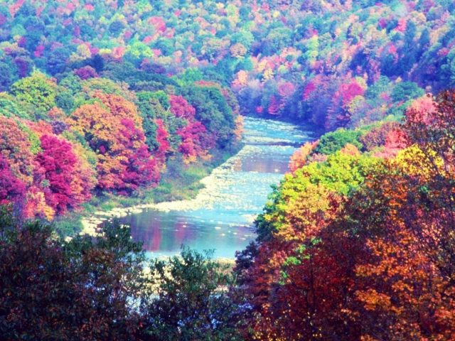 Река между разноцветными деревьями лес с отражением природы