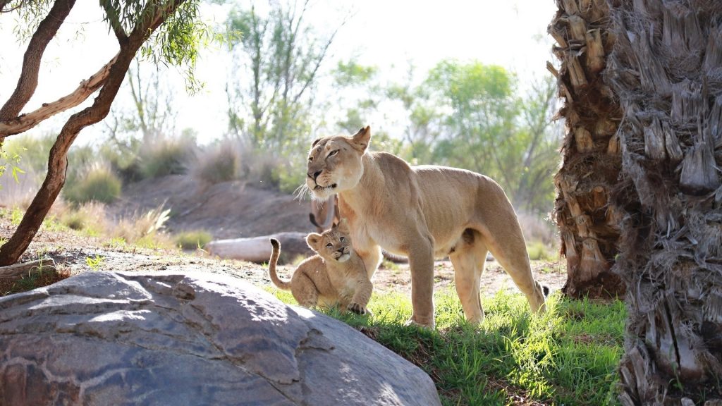 С семьей львов обои скачать