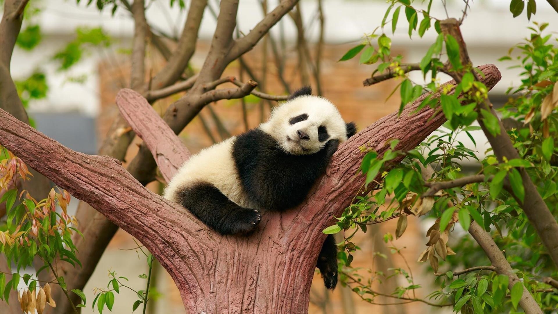 Черно-белая малышка панда сидит и спит на стволе дерева в размытом фоне панда обои скачать