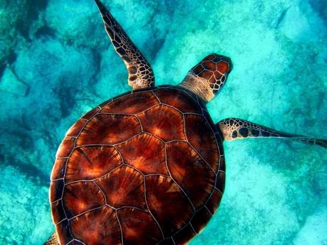 Коричневая и белая черепаха на чистой голубой воде