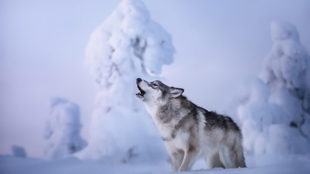 Волк воет стоя на снегу в снежном поле фон волк обои скачать