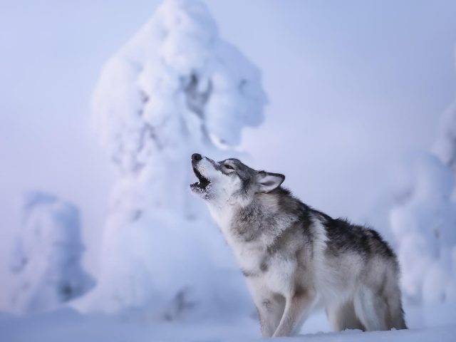 Волк воет стоя на снегу в снежном поле фон волк
