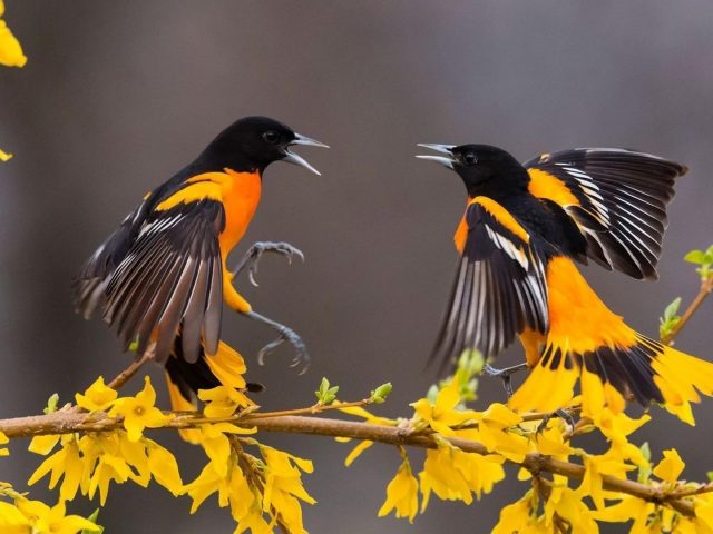 Желто черные птицы с открытым ртом сидят на желтых цветках ветви птицы
