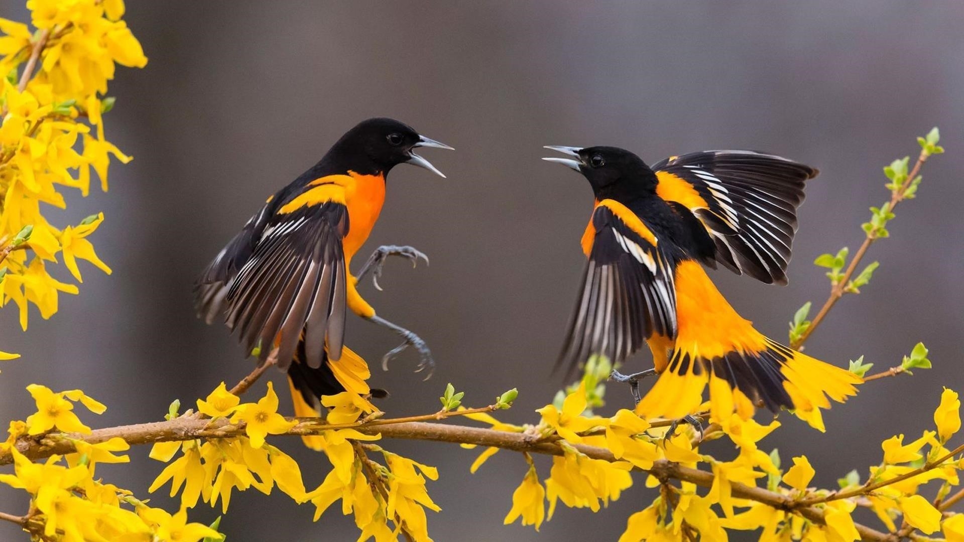 Желто черные птицы с открытым ртом сидят на желтых цветках ветви птицы обои скачать