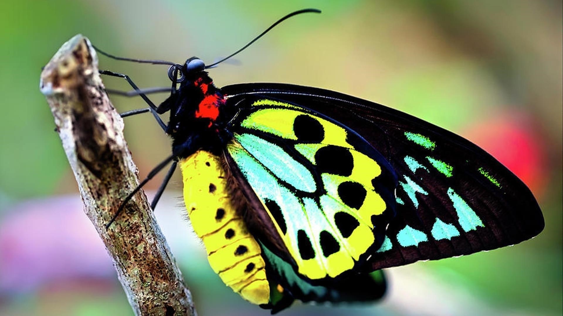 Красивая разноцветная деревянная палочка-бабочка на сине-зеленом фоне бабочка обои скачать