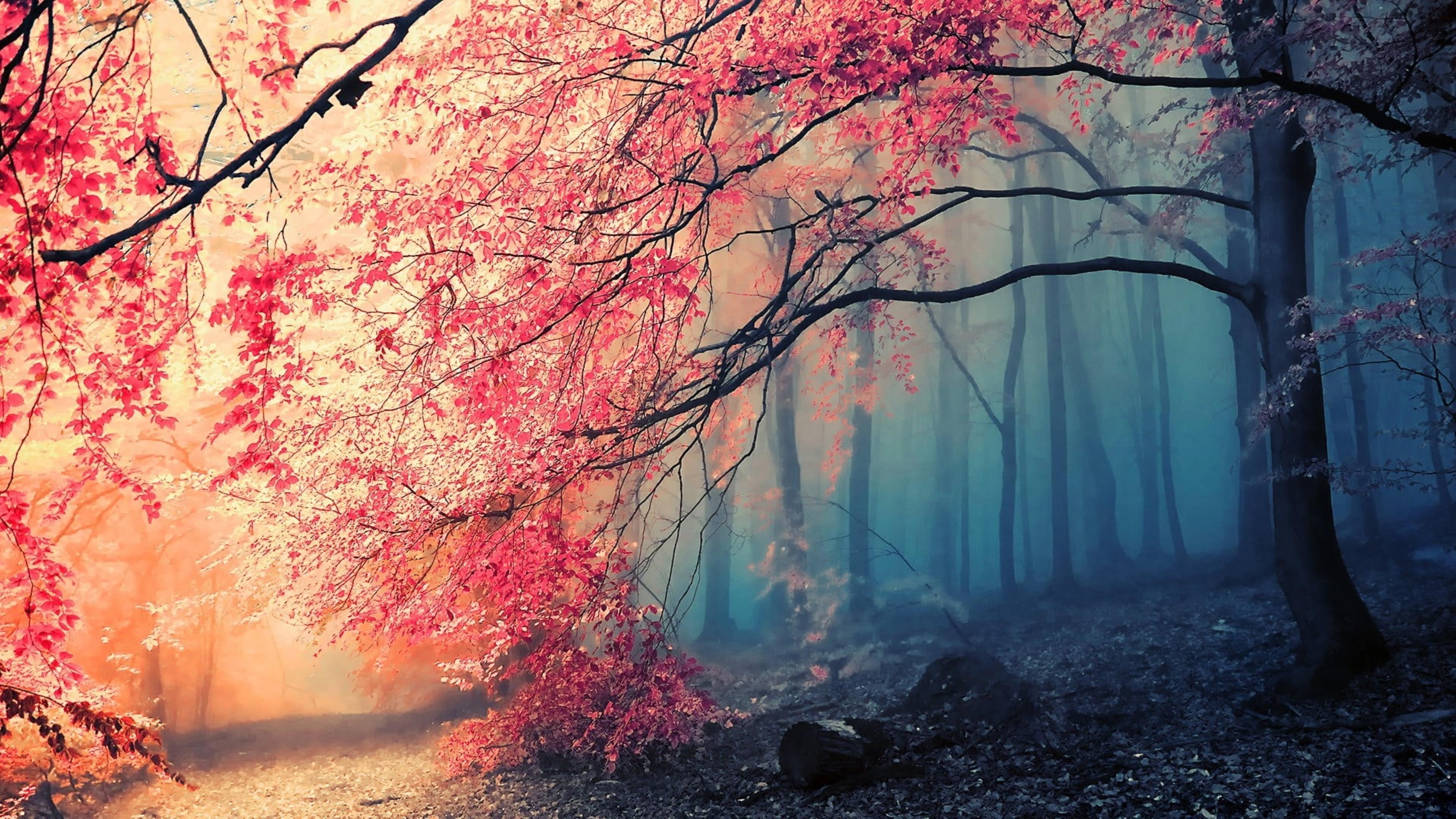 Заснеженный лес с розовым цветущим деревом природа обои скачать