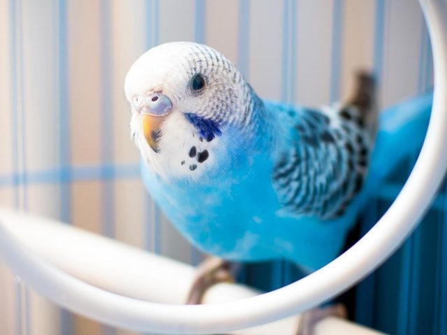Сине-белый попугай птица на белом кольце птицы
