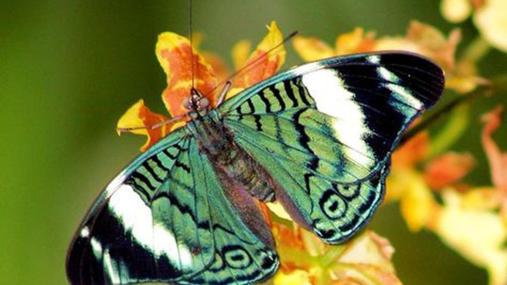 Зеленая черно-белая дизайнерская бабочка на цветочной бабочке обои скачать