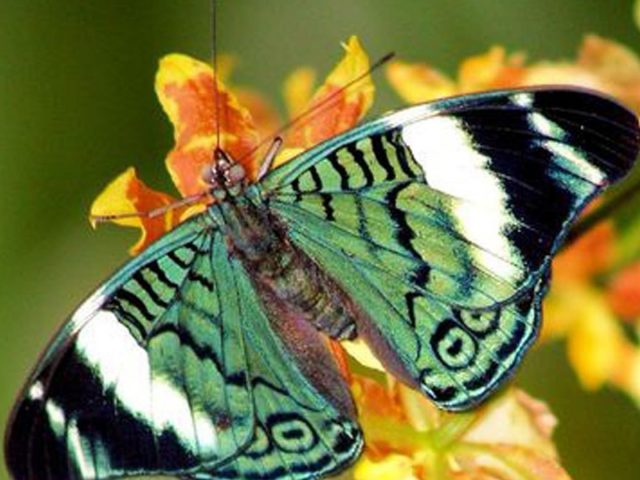 Зеленая черно-белая дизайнерская бабочка на цветочной бабочке