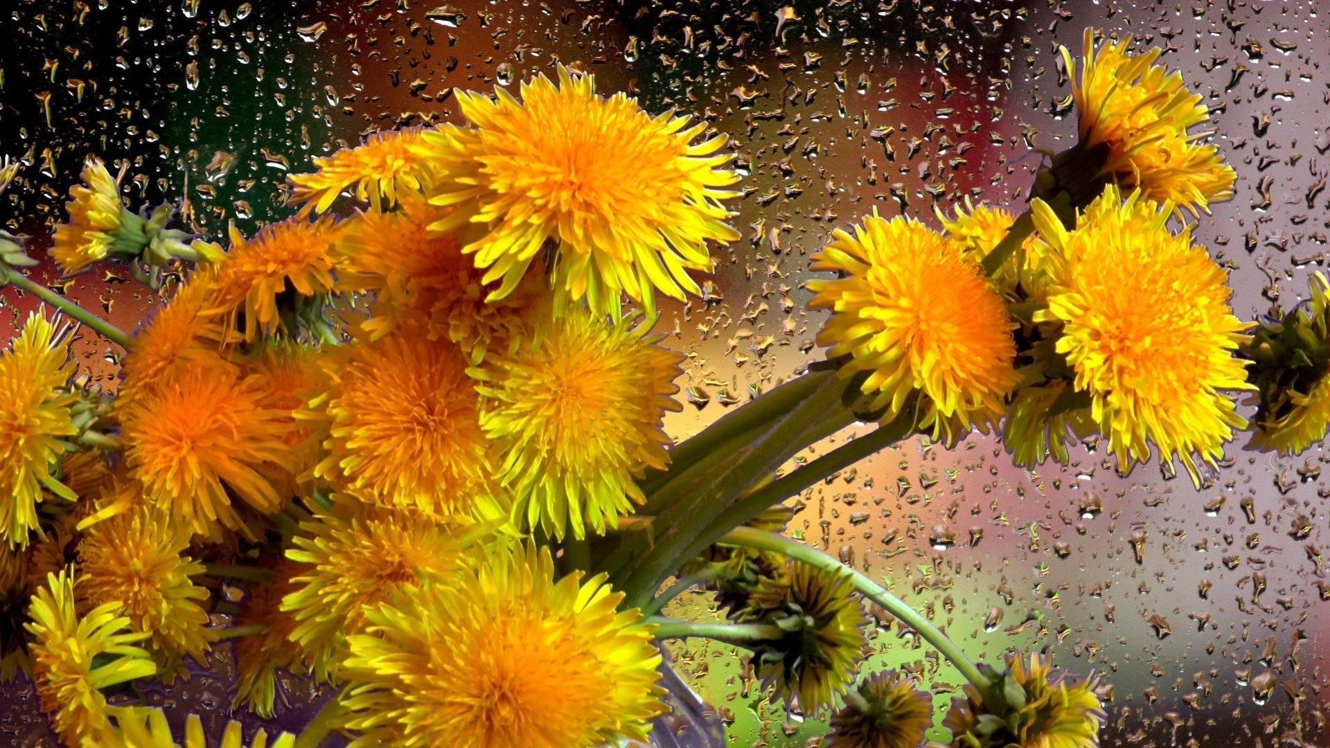 Букет одуванчик желтый цветок с каплями дождя цветы обои скачать