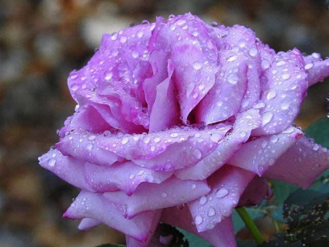 Лепесток пурпурного цветка розы с каплями воды цветы