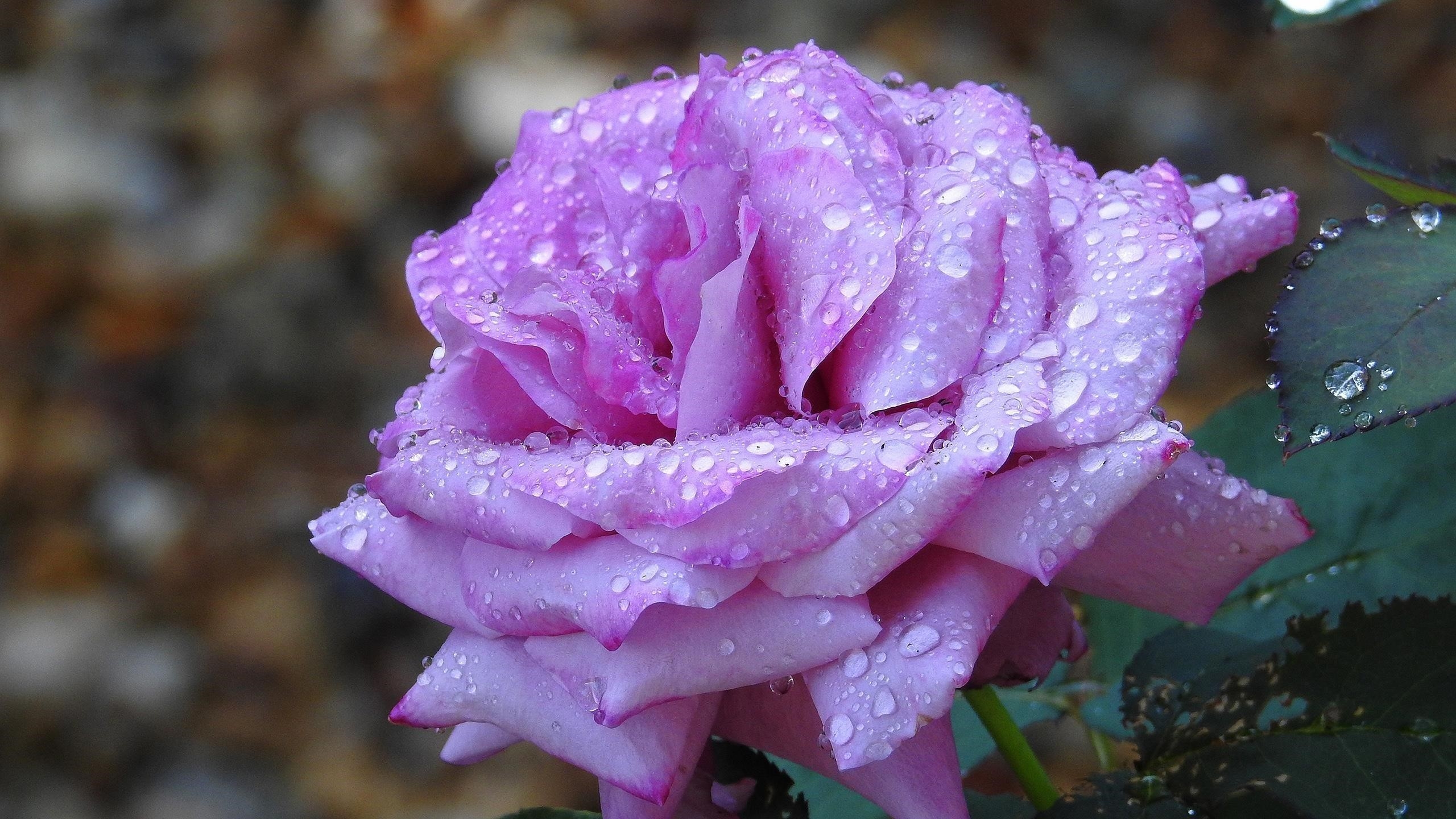 Лепесток пурпурного цветка розы с каплями воды цветы обои скачать