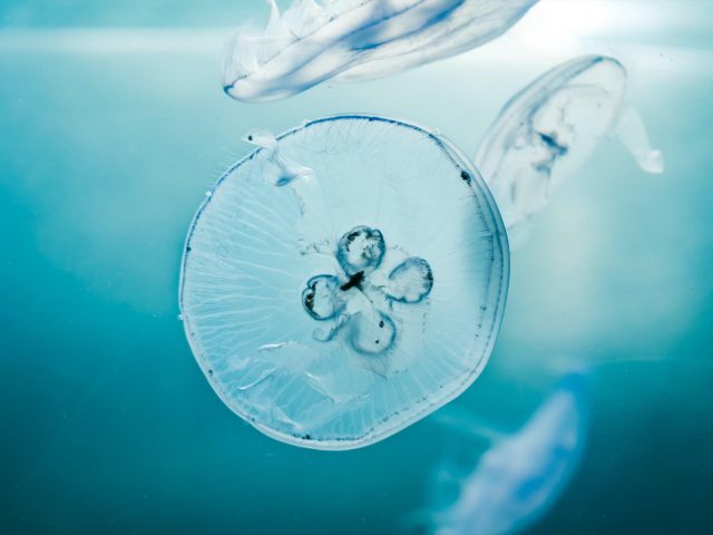 Голубая медуза подводная медуза