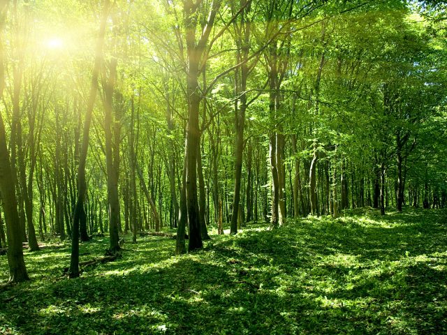 Солнце весной зеленый лес.