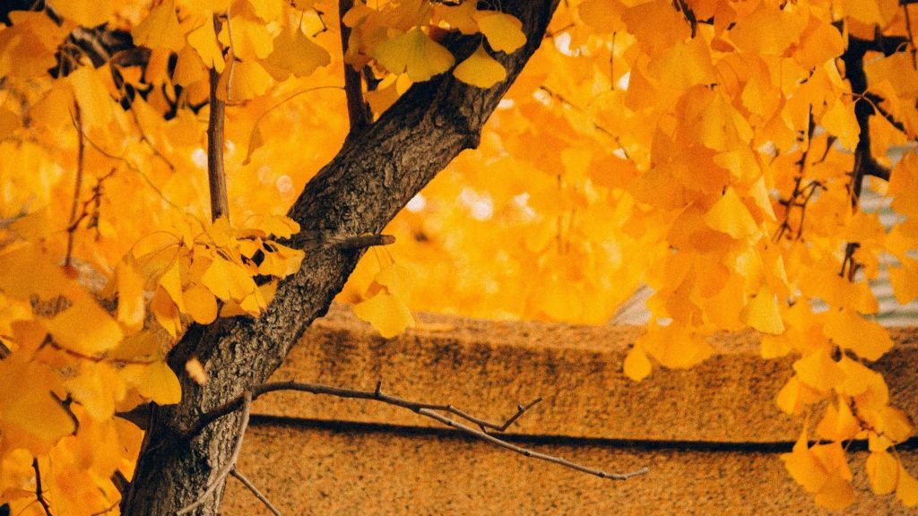 Желтое осеннее листовое дерево в размытом желтом фоне листьев природа обои скачать