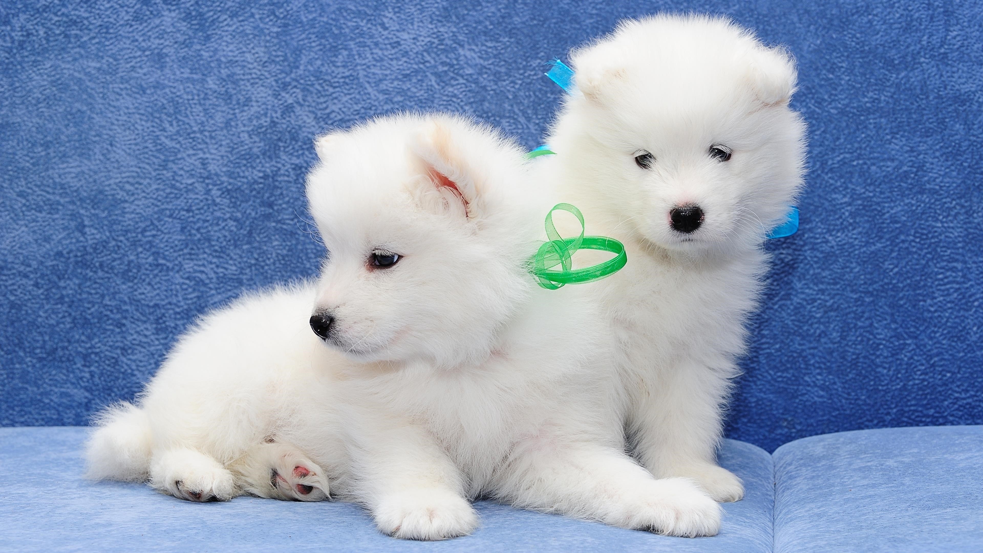 Два милых белых щенка находятся на синем диване на синем фоне с синими и зелеными лентами на шее животных обои скачать