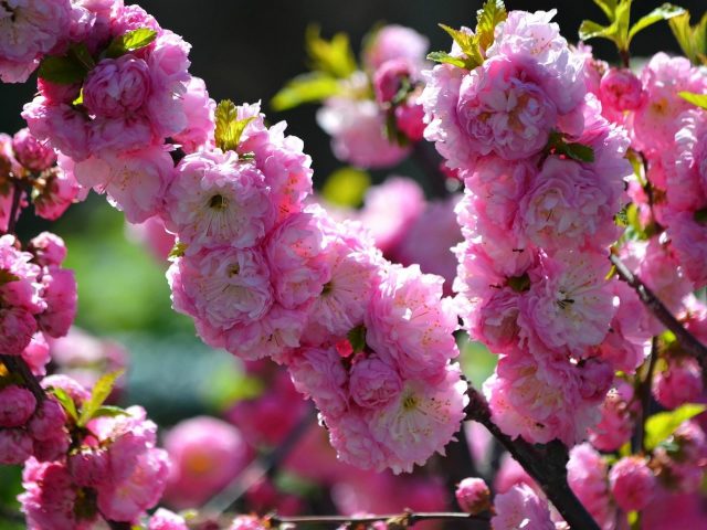 Красивые розовые цветы вишни цветут ветви деревьев синий фон цветы