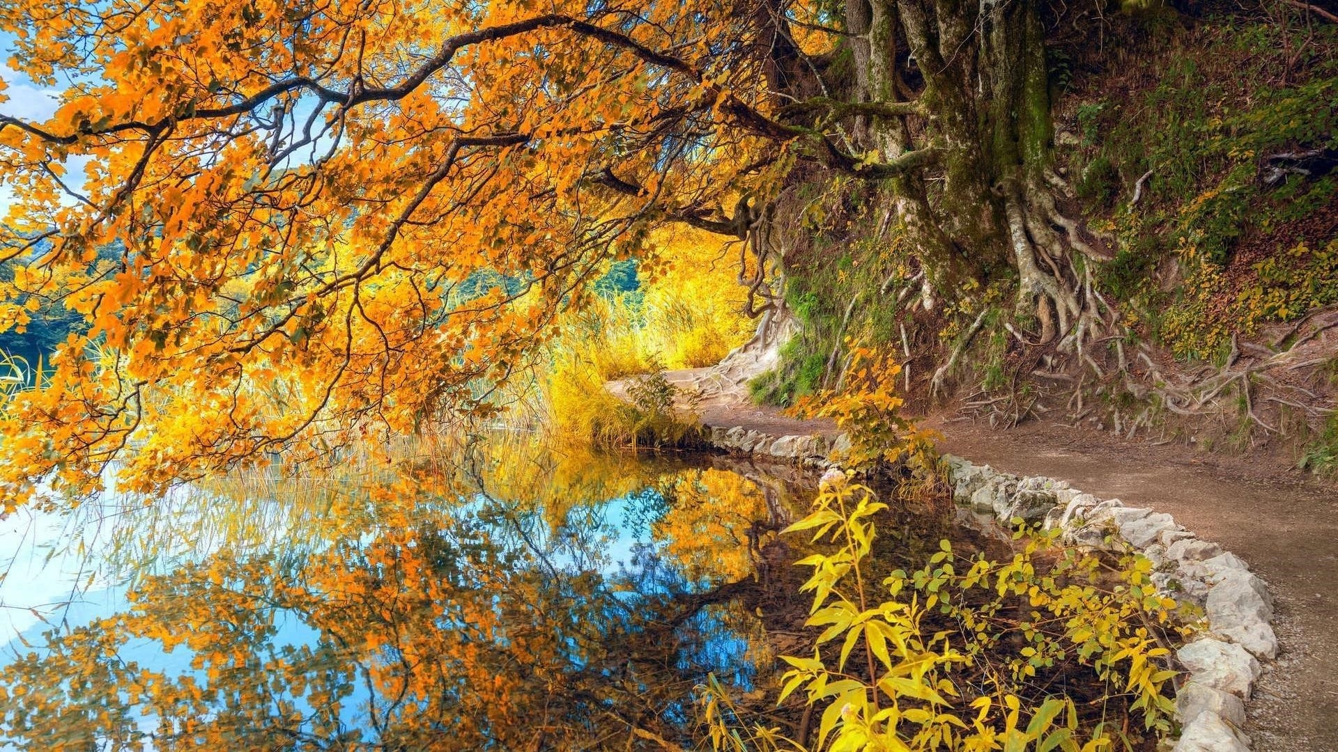Желтое осеннее дерево с отражением на озере природа обои скачать