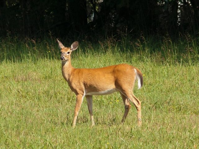Бурый олень стоит на зеленой траве полевого оленя