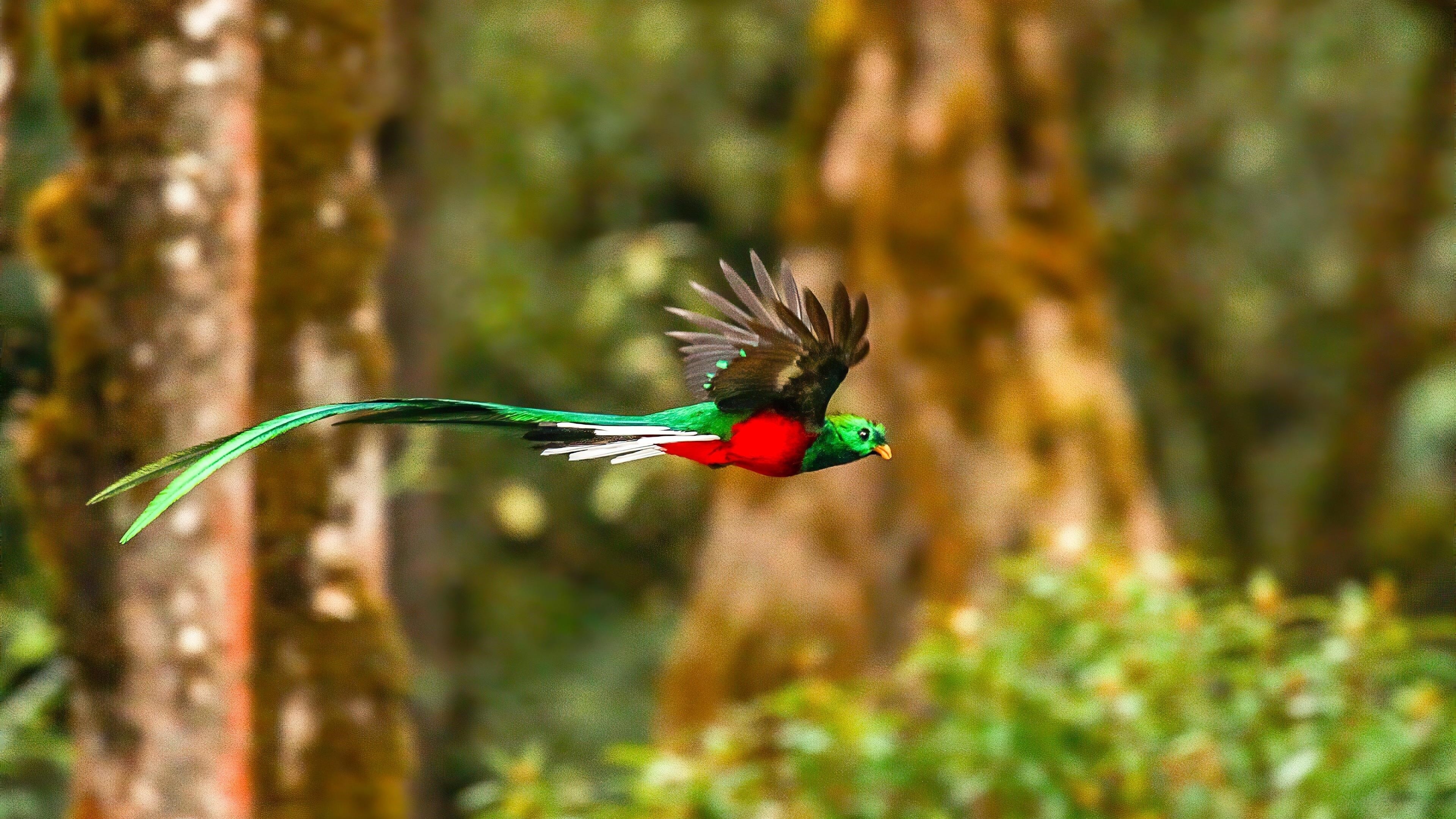 Красно зеленый блистательный кетцаль летит в синем лесу фоновые животные обои скачать