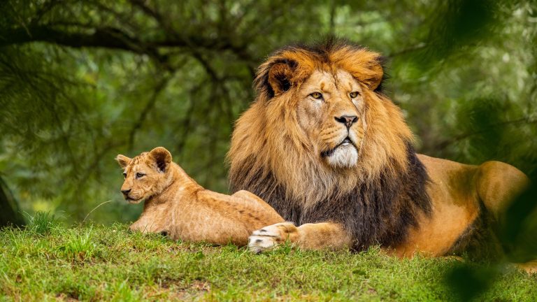 Картинки на заставку телефона животные лев