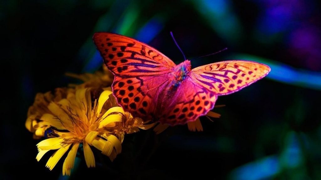 Красочная бабочка на желтом цветке бабочка обои скачать