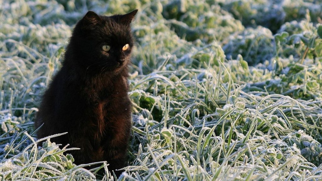 Желтые глаза темно-черная кошка котенок на замерзшей зеленой траве милая кошка обои скачать