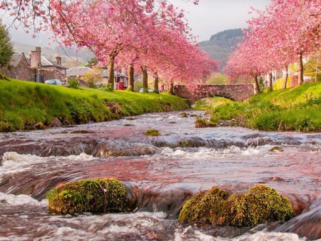 Ручей река с покрытыми водорослями камнями между домами с цветущими деревьями природа