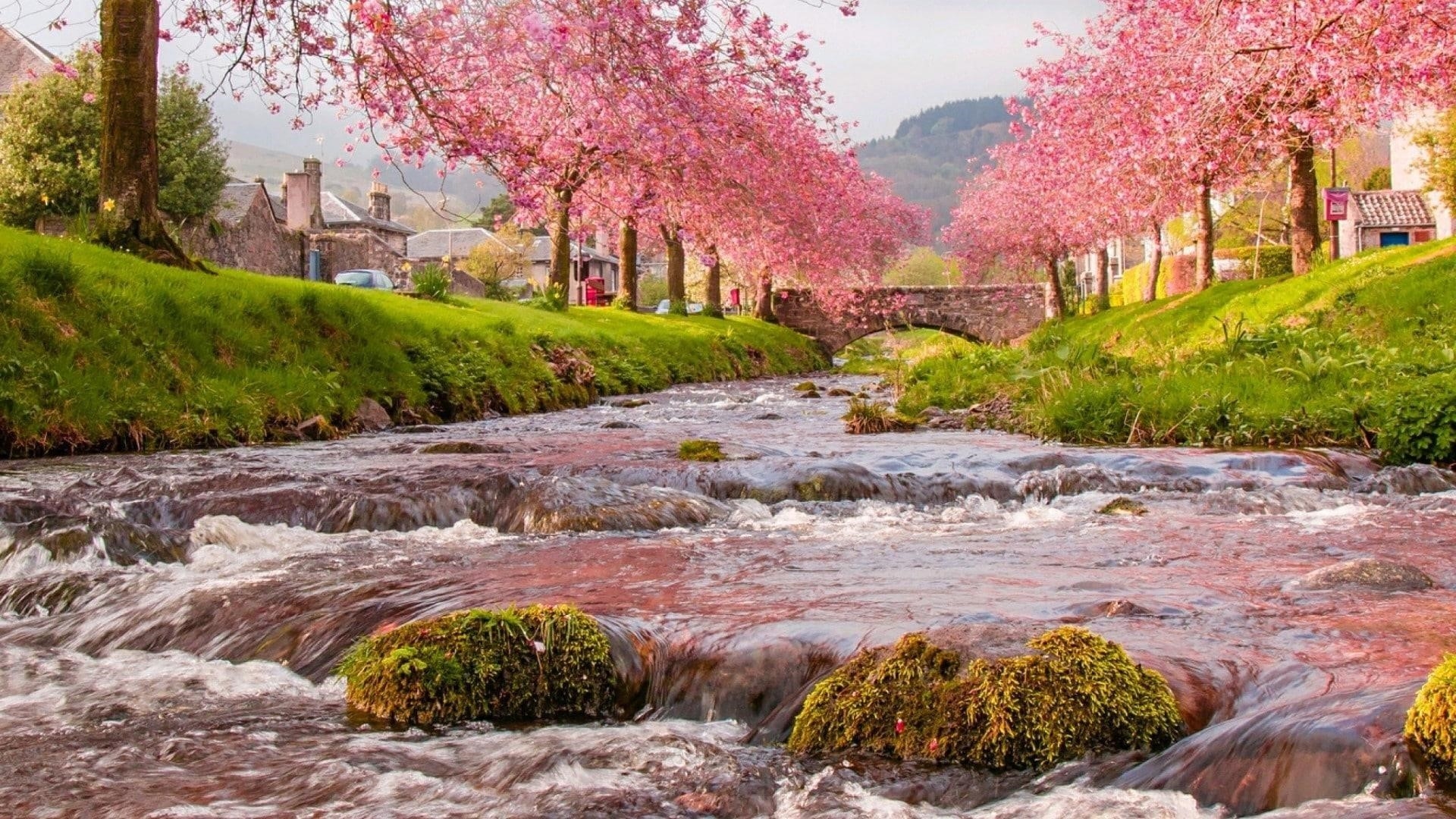 Ручей река с покрытыми водорослями камнями между домами с цветущими деревьями природа обои скачать