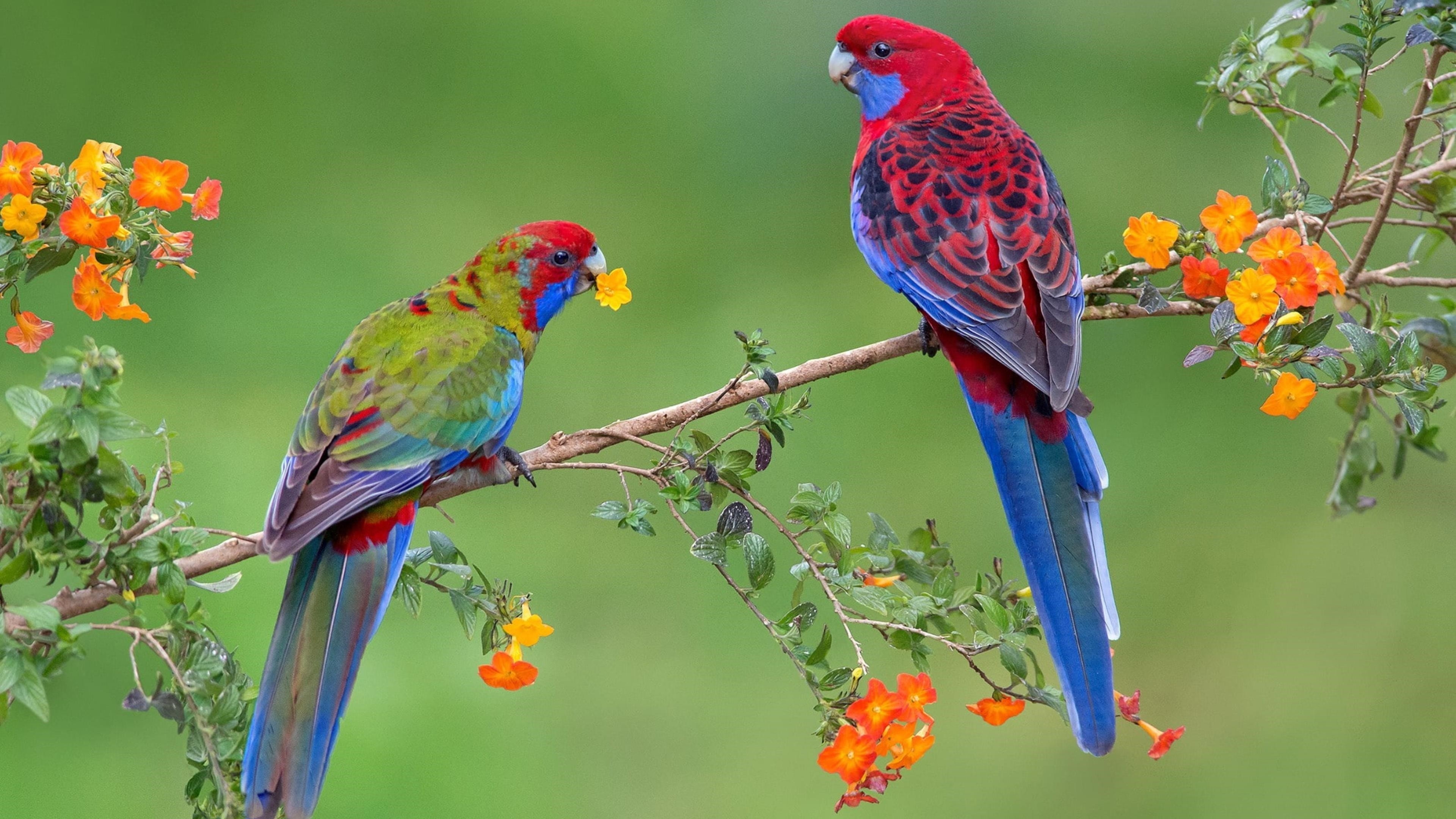 Красные синие птицы на ветке дерева в сине зеленом фоне птицы обои скачать