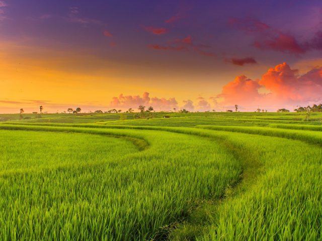 Сельская местность рисовые поля