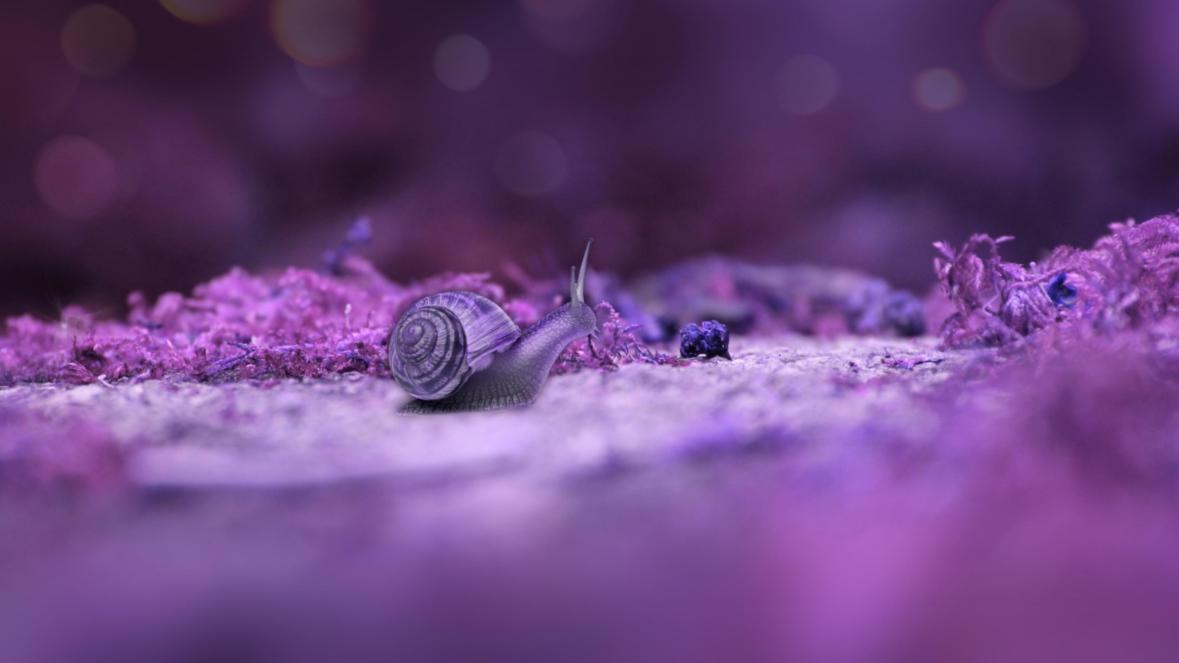 Светло-фиолетовая Улитка на земле в сине-фиолетовом фоне животных обои скачать