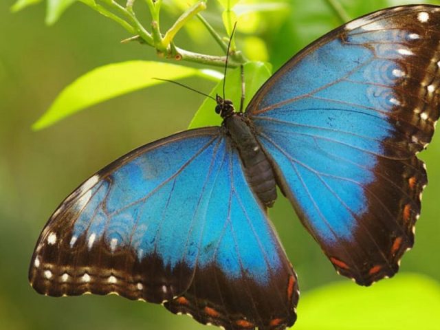 Сине-черная бабочка на зеленом листе бабочка