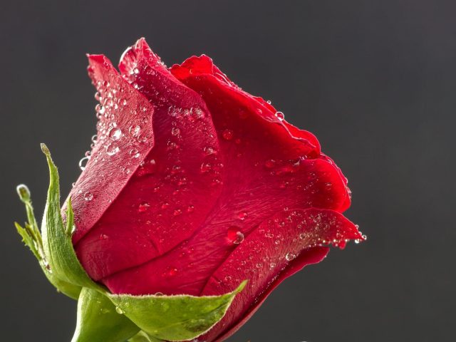 Красная роза Блюм цветок