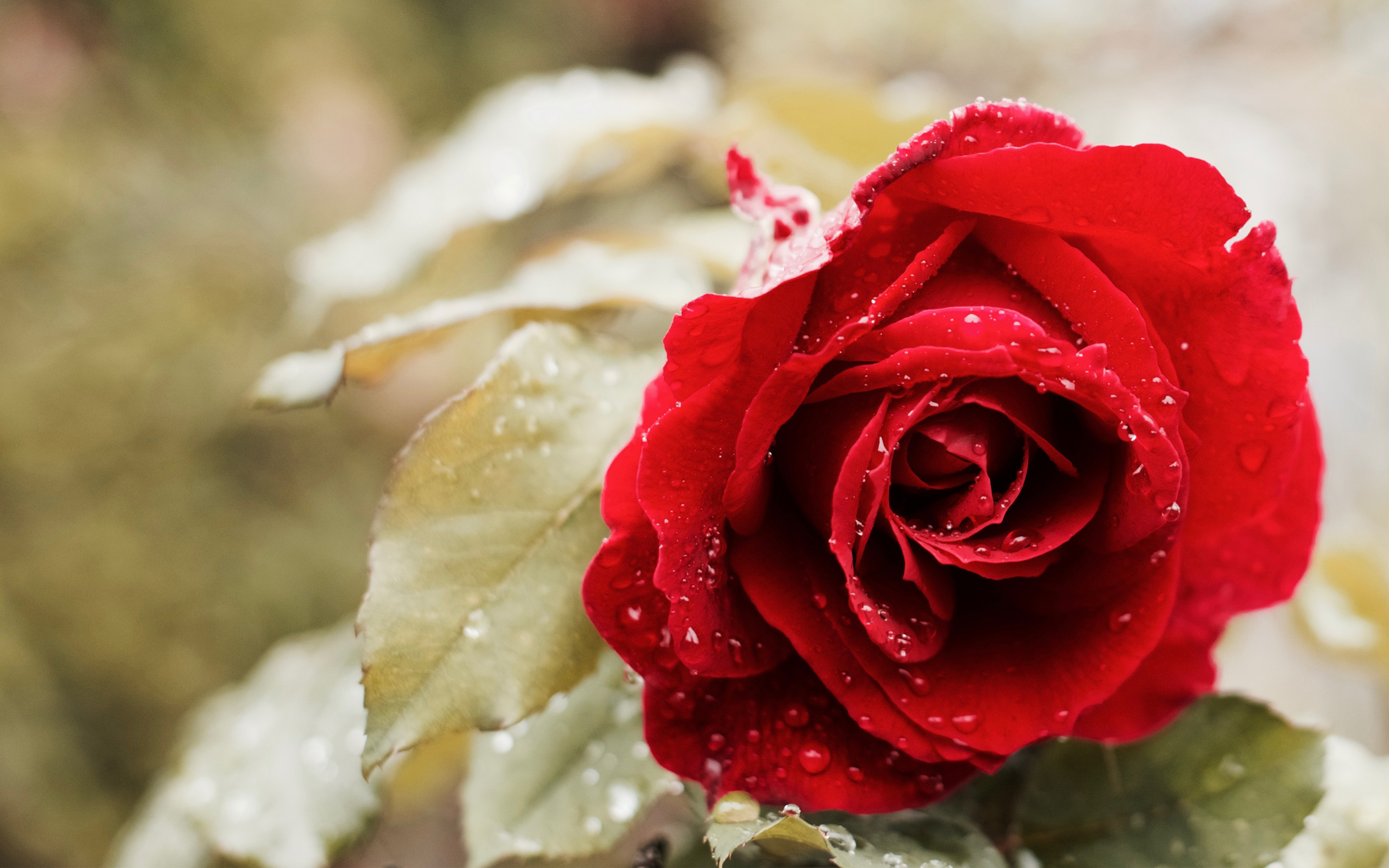 Красивая красная роза обои скачать