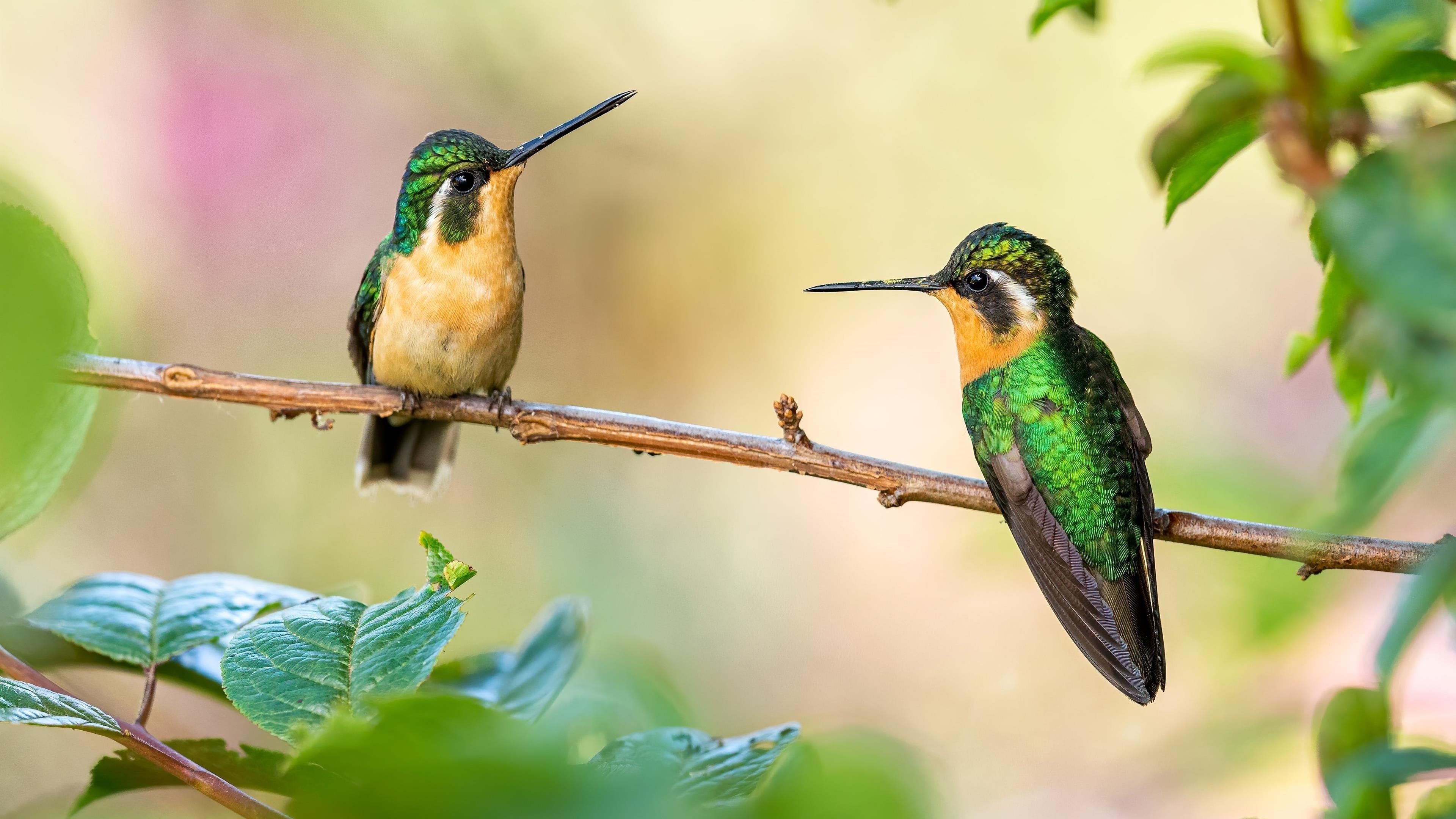 Острый нос зелено желтые колибри сидят на стебле в размытом фоне птицы обои скачать