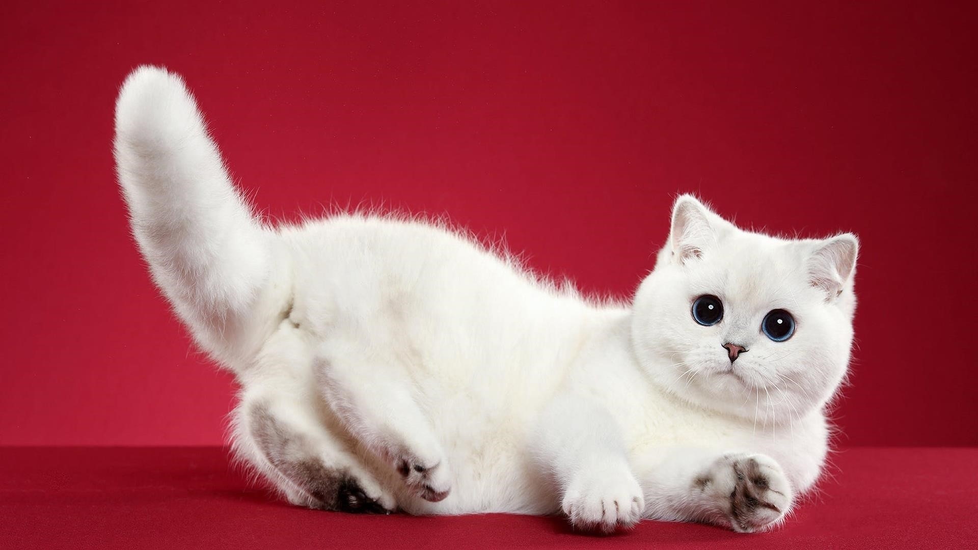 Симпатичная белая кошка лежит на столе в красном фоне животных обои скачать