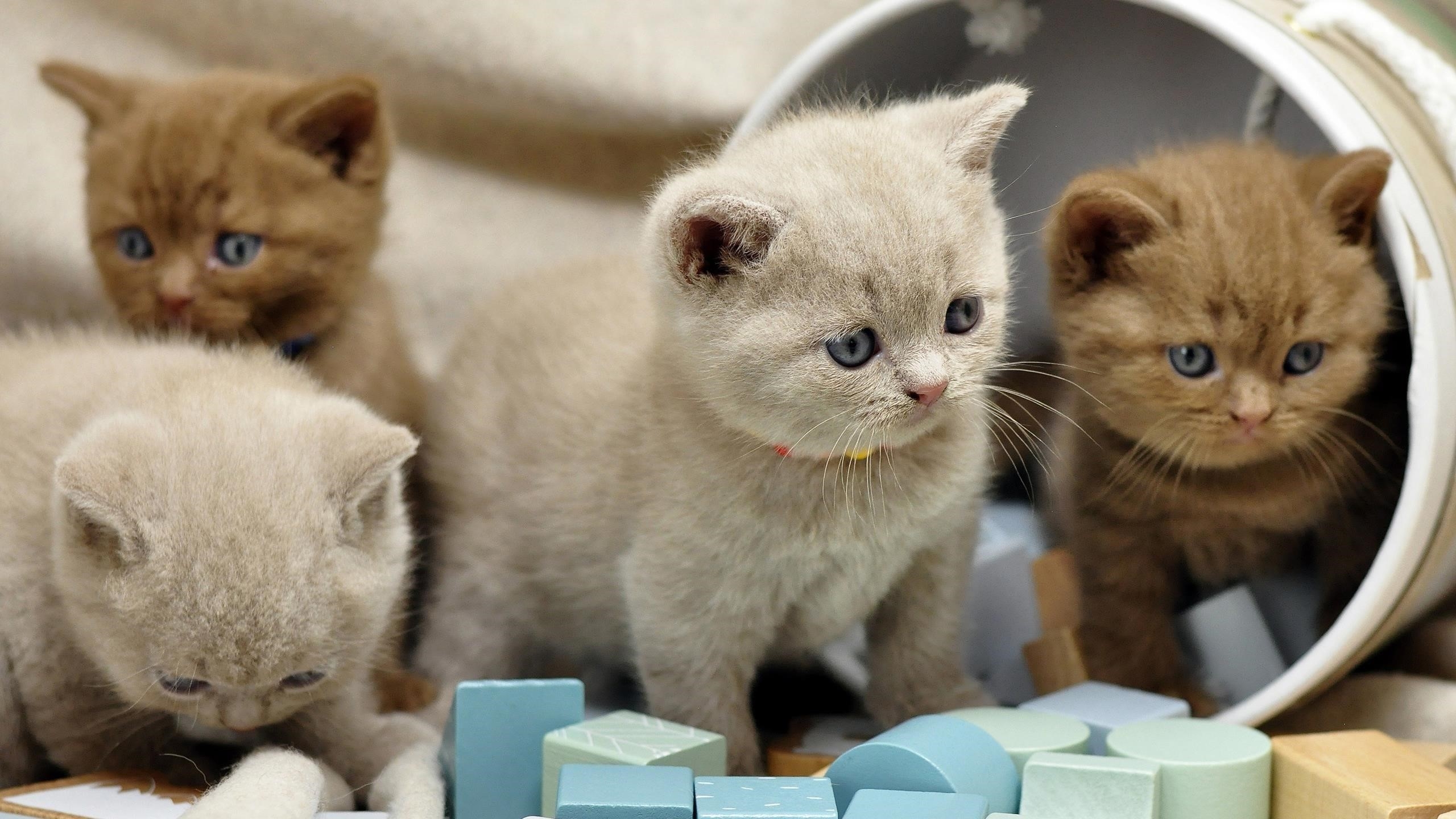 Коричнево белые британские короткошерстные котята играют с пластиковой коробкой котенка обои скачать