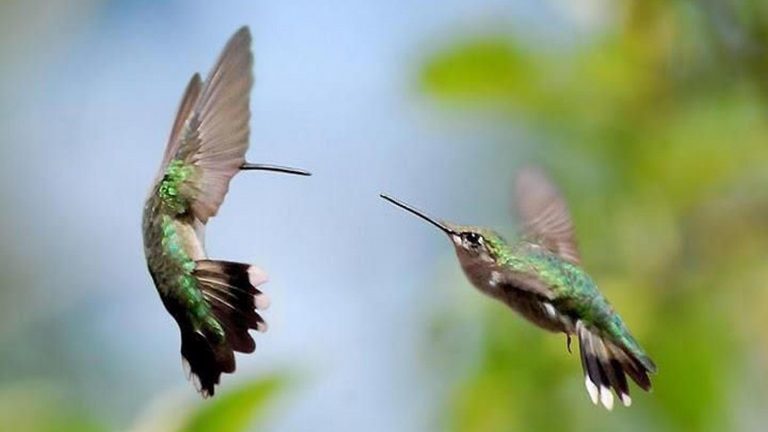Обои барановичи колибри