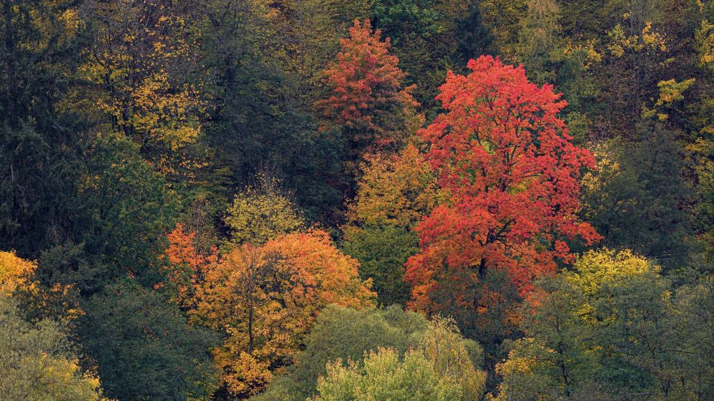Прекрасный вид с высоты птичьего полета на красные желто-зеленые осенние деревья лесная природа обои скачать