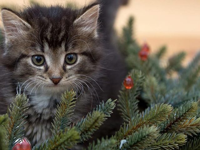 Черно-белый кот котенок стоит возле рождественской елки котенок