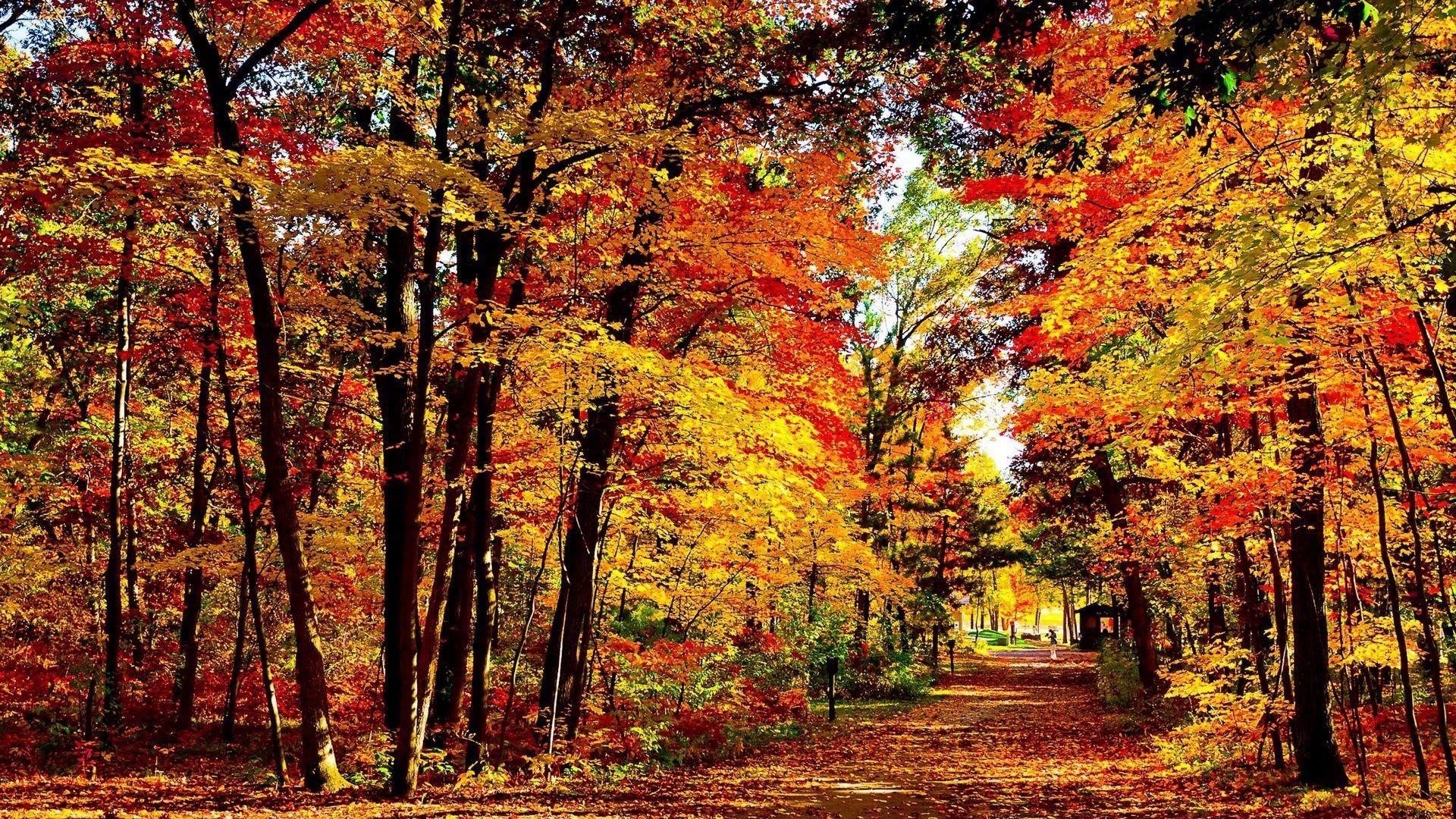 Желтый красный зеленый осень осенние деревья природа лесной фон осень обои скачать