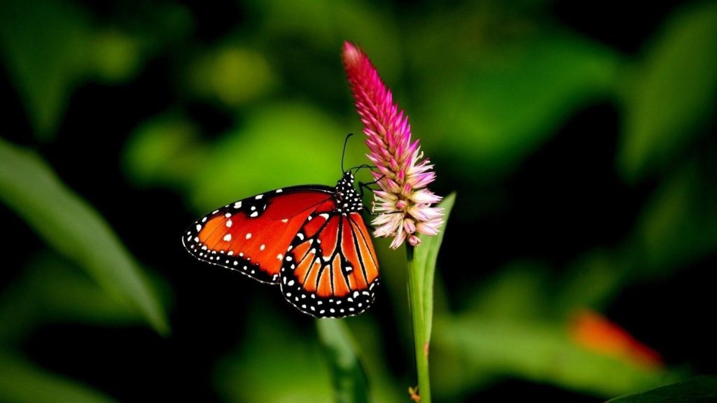 Красные черные линии, выполненные бабочкой на розовом цветке на сине-зеленом фоне бабочки обои скачать