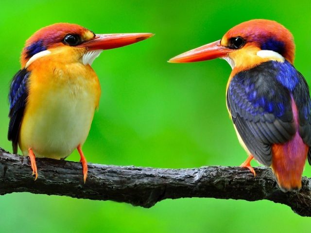 Большой острый нос разноцветные птицы на ветке дерева на зеленом фоне птицы