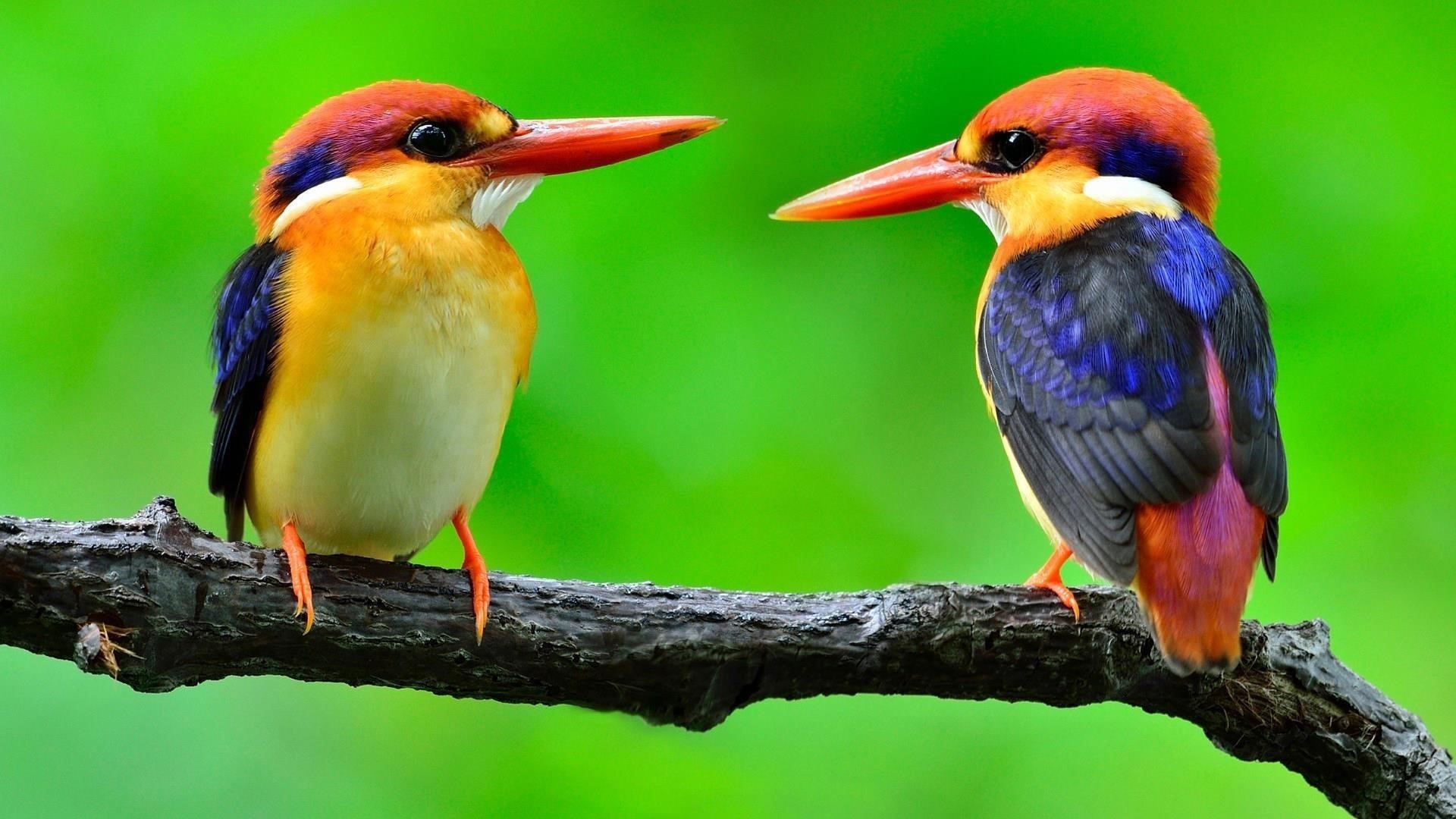Большой острый нос разноцветные птицы на ветке дерева на зеленом фоне птицы обои скачать