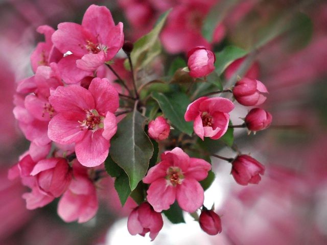 Цвет розовые лепестки растения цветы