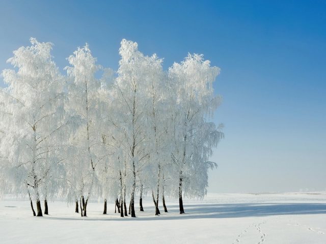 Белые цветущие деревья посреди снежного поля под голубым небом в дневное время природа