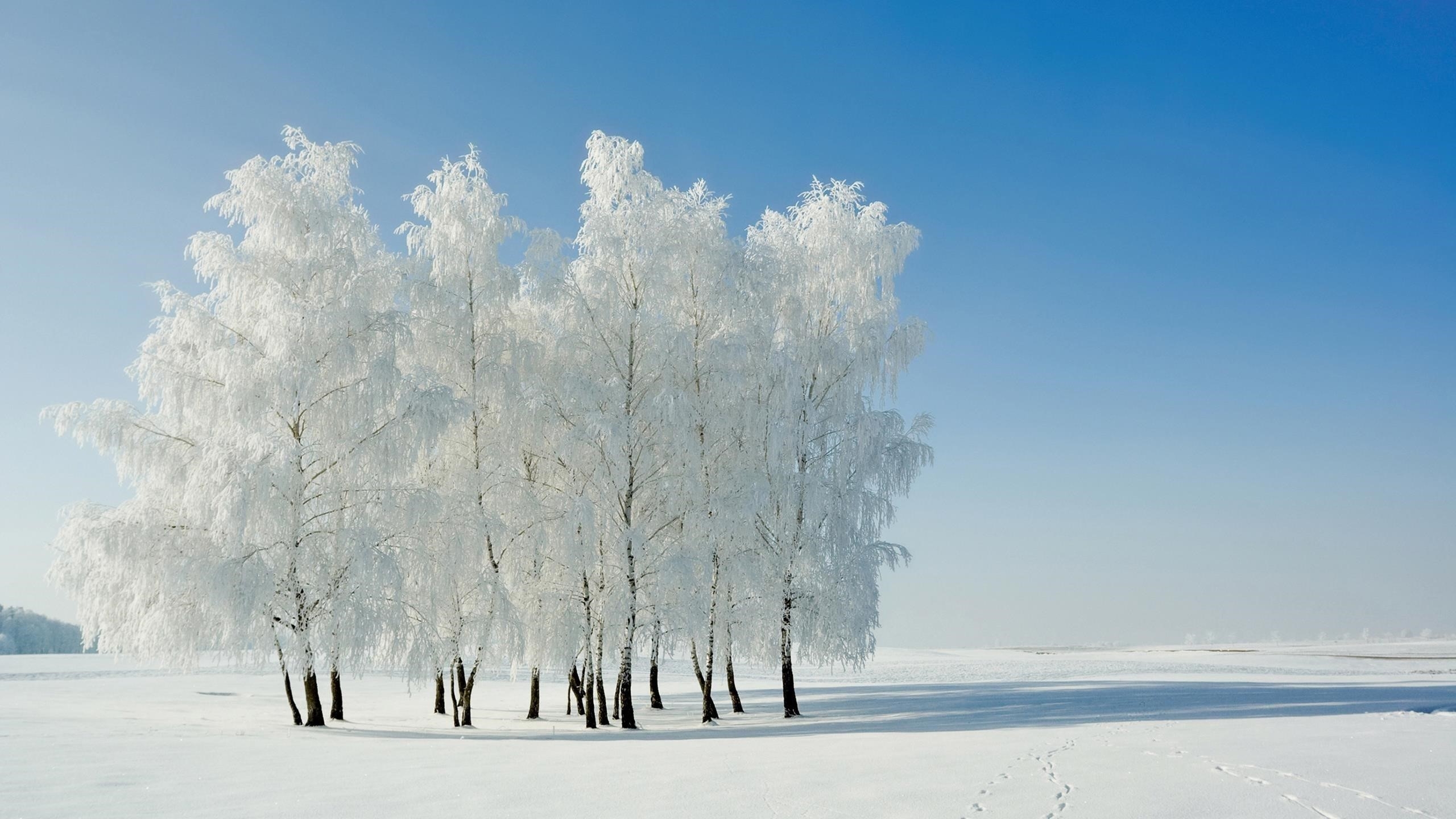 Белые цветущие деревья посреди снежного поля под голубым небом в дневное время природа обои скачать