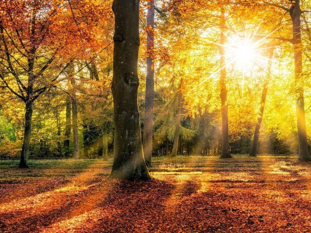 Осенний лес с солнечной природой