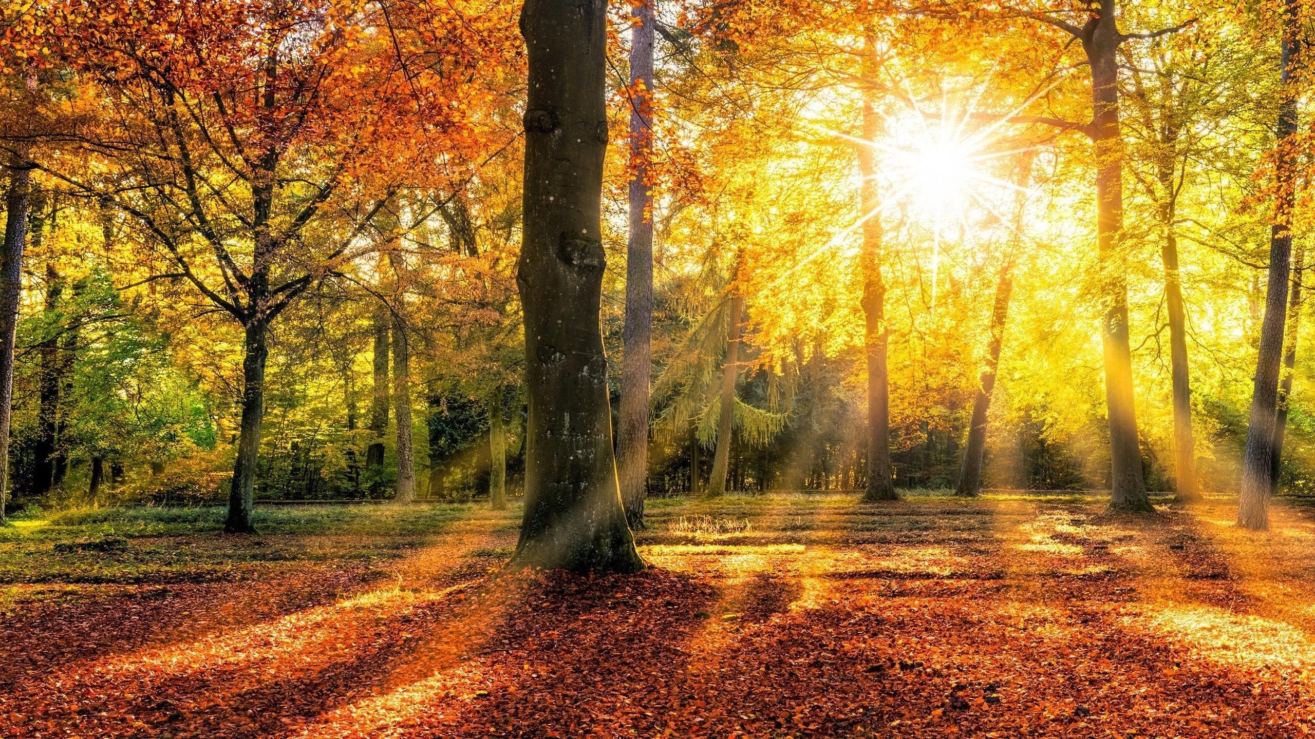 Осенний лес с солнечной природой обои скачать
